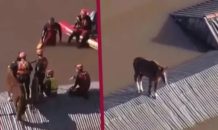 Rescatan caballo que quedó atrapado en un techo por las inundaciones en Brasil