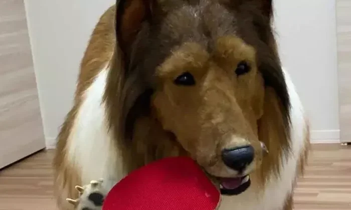 Hombre que gastó miles de dólares para convertirse en perro ahora quiere ser otro animal