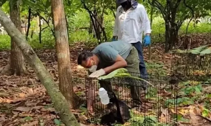 Han muerto 157 monos aulladores en Tabasco y Chiapas