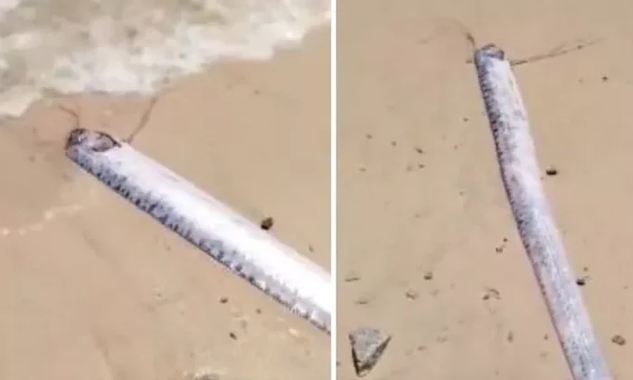 Encuentran un pez remo en playas de Baja California Sur