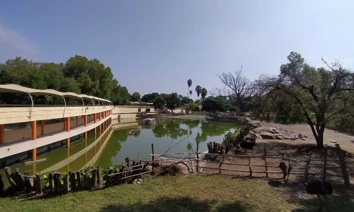 Abren zoológico a especies en peligro por calor