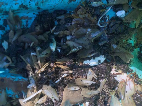 Petróleo llega a playas de Tamaulipas; mata a peces, camarones y almejas