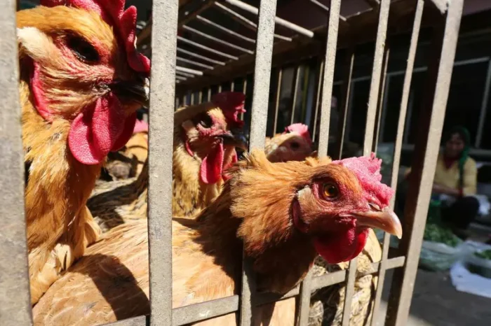 OMS confirma otro caso humano de gripe aviar, sin contacto con aves, en Australia