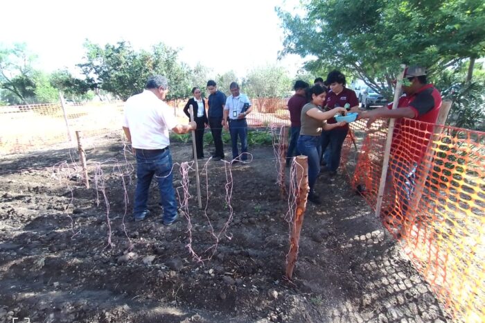 Impulsa Alcalde Carlos Peña Ortiz la agricultura urbana