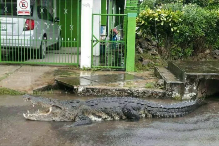 ¡Cuidado!: cocodrilos sueltos