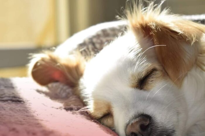 Garantiza Alcalde Carlos Peña Ortiz atención y protección animal