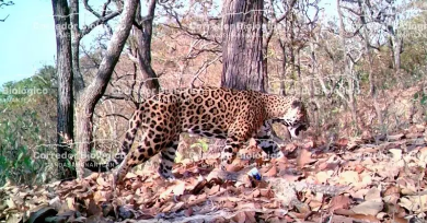 Jaguar en peligro de extinción se pasea por calles de Colima