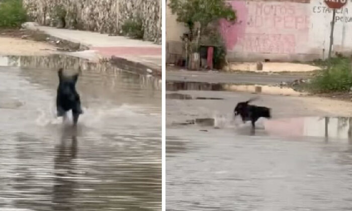 Perrito enternece las redes al jugar entre charcos tras fuertes lluvias