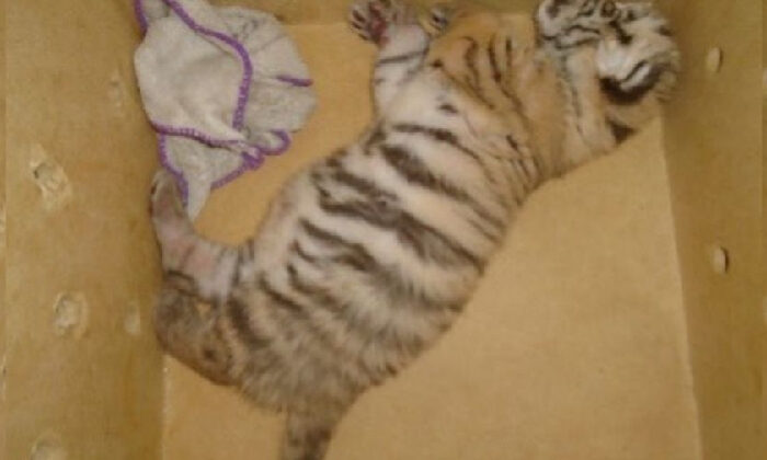 Descubren un cachorro de tigre de bengala en un taxi