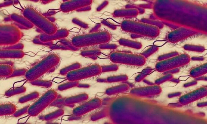 Alerta por aumento de casos de bacteria carnívora que mata en 2 días