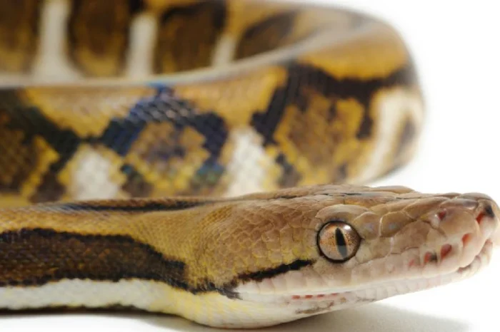 Encuentran el cuerpo de una mujer dentro de una serpiente pitón en Indonesia