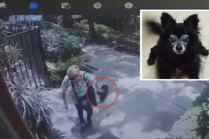 Piden justicia para perrita 'Moni', asesinada por adulta mayor en CDMX