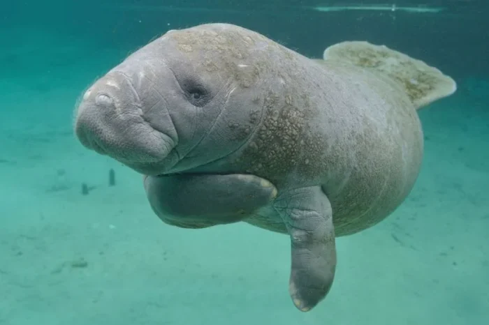 Desciende a 9 el número de vaquitas marinas avistadas en Golfo de California