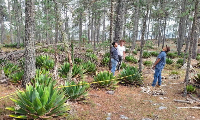 Busca la UAT preservar la genética de maguey