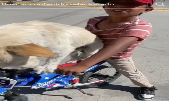 Niño enternece las redes al llevar en bici a su perrito para que visite la tumba de su mamá lomita