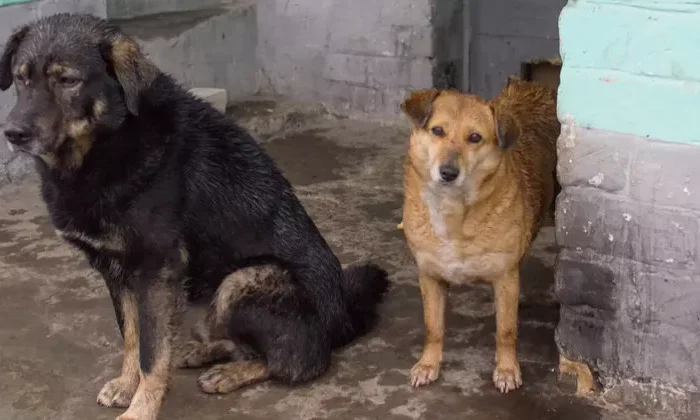 Piden proteger a perros callejeros de fuertes lluvias