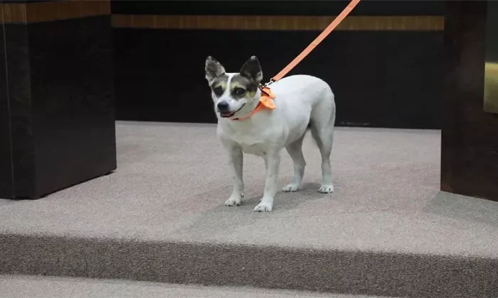 Congreso de Tamaulipas aprueba iniciativa para adoptar a Perrucha y Ardillita