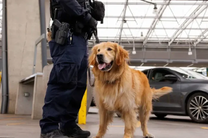 Él es Goose, el perro que es primera defensa contra el fentanilo en la frontera