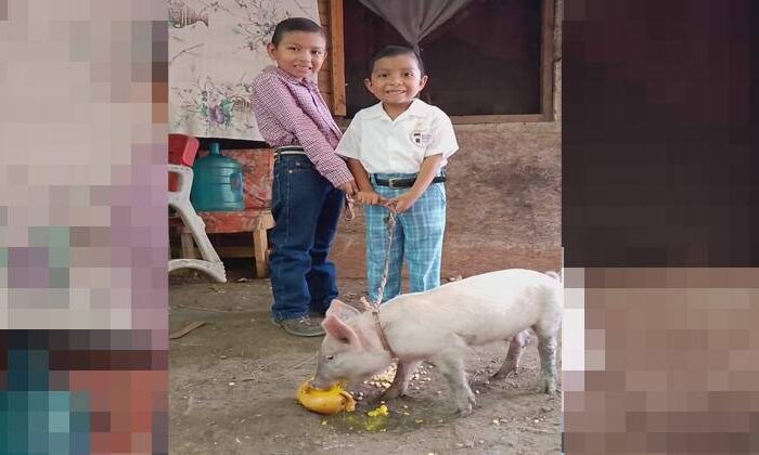Regalan un cerdito a niño de Altamira en su graduación