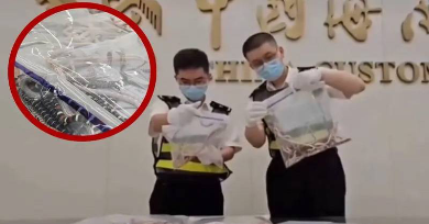 Sujeto intentó traficar más de 100 serpientes escondidas en su pantalón