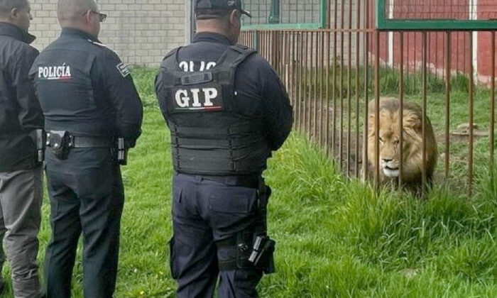 Rescatan a un león, mapaches y perros de un domicilio en el Estado de México
