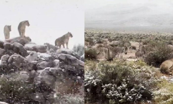 ¿Por qué cayó nieve en Sudáfrica?