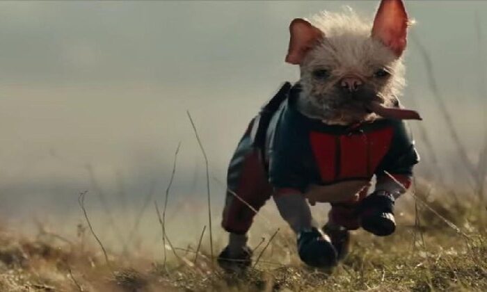 Conoce a Peggy, la perrita que se robó el show en la película Deadpool & Wolverine