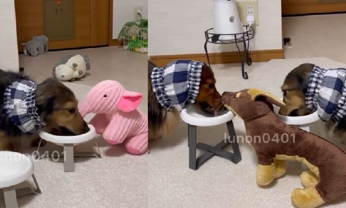 Perrito se vuelve viral por invitar a “comer” a sus peluches