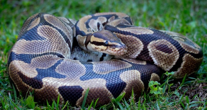 Mujer sale por medicamento para su hijo y es devorada por pitón en Indonesia