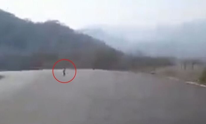 Extraña criatura fue captada caminando en la carretera