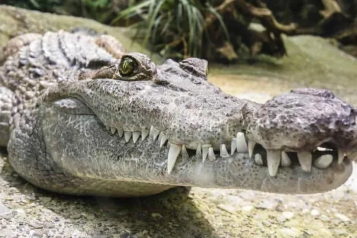 Autoridades buscan soluciones por la presencia de cocodrilos en Tamaulipas