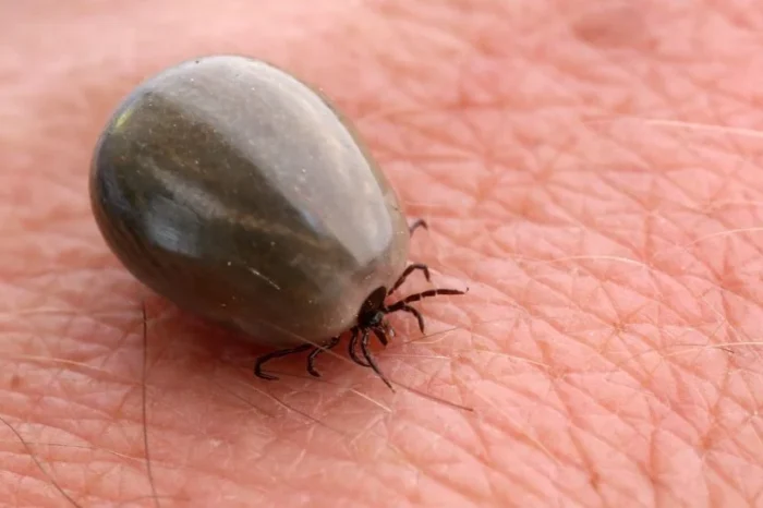 Muere niño de siete años tras ser mordido por garrapata en Mexicali