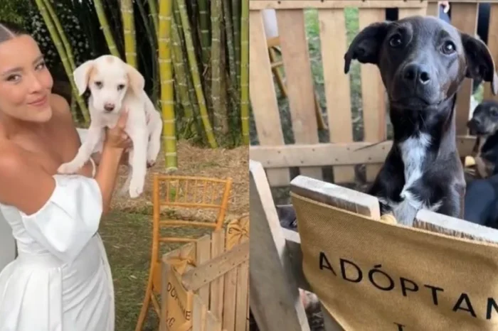 Novia pone un área de adopción de perritos sin hogar en su boda