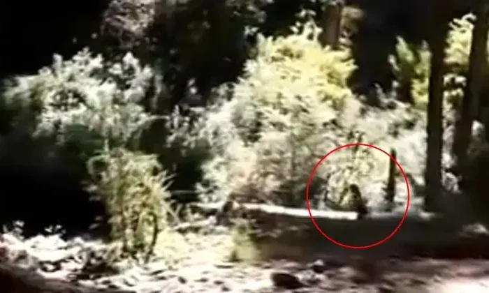 Captan pequeña e inquietante criatura corriendo en el bosque