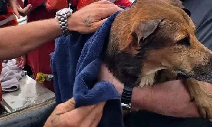 Rescatan a perrito naufrago en el Golfo de México