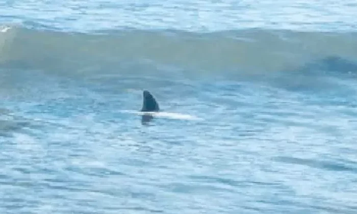 Confirman el avistamiento de tiburones en la Playa “La Pesca”