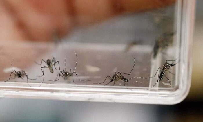 Detectan 16 nuevos casos de dengue en Tamaulipas; piden tener precauciones