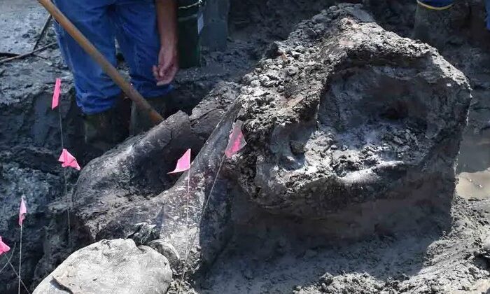 Descubren enorme cráneo de mastodonte de 13 mil años de antigüedad