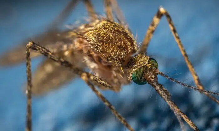 Síntomas, cómo se transmite y prevención de la fiebre amarilla