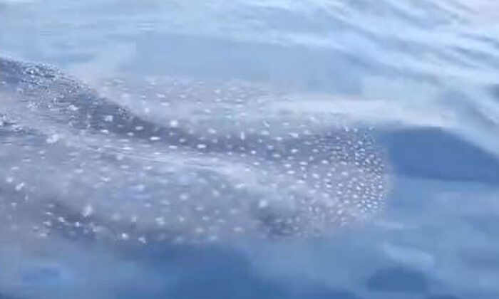 Piden a pescadores no dañar a tiburón visto en La Pesca