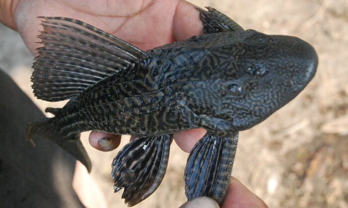 Descartan presencia de pez diablo en Tamaulipas