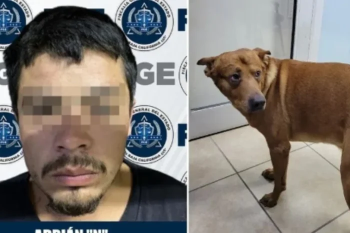 Hombre intenta matar a su perro porque lo atendían mejor que a él en Tijuana