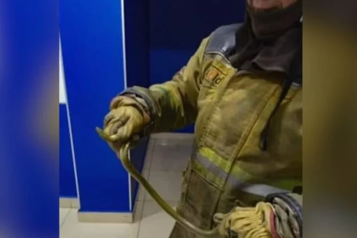 Desalojan sala de cine en León tras aparición de serpiente