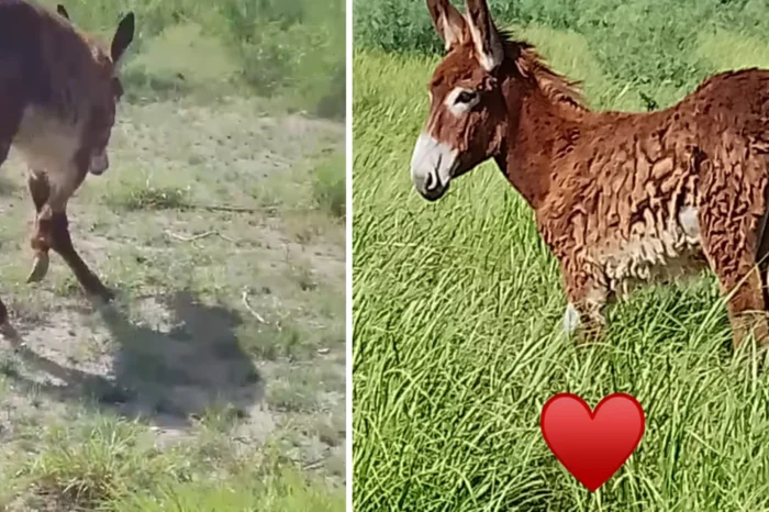 Rescatan a burrita, la obligaban a jalar pesados carretones