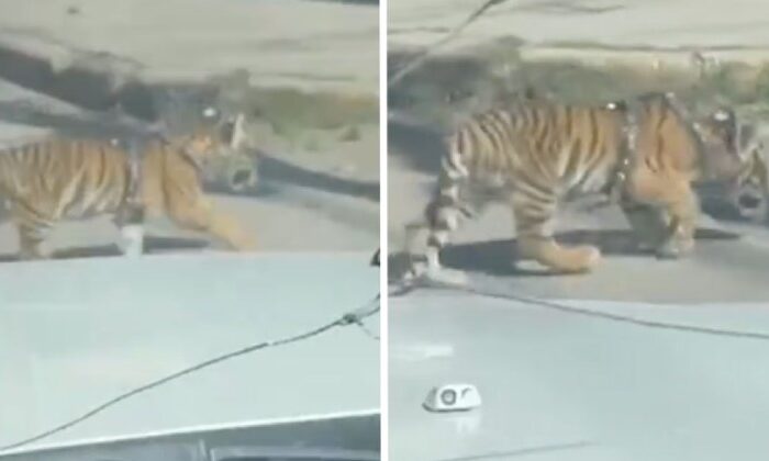 Captan un cachorro de tigre paseando por las calles
