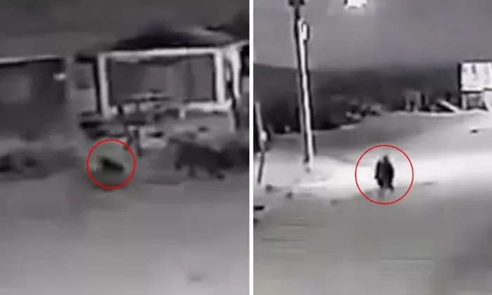 Captan a un perro que se “transforma” en humano