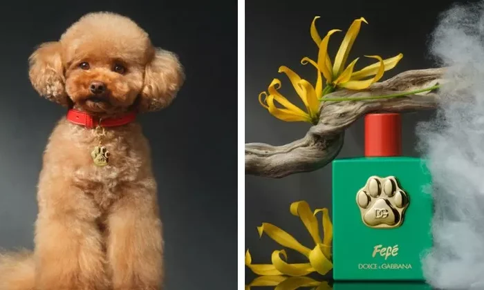 Dolce & Gabbana lanza perfume para perros