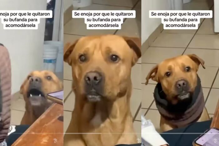 Perro se vuelve viral por molestarse cuando le quitan su bufanda favorita