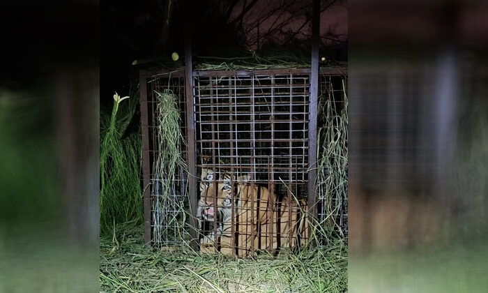 Tigre capturado en Reynosa será trasladado al Zoológico de Tamatán
