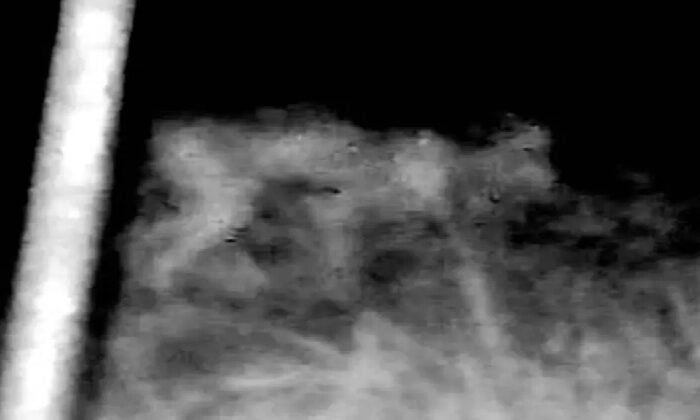 Inquietante criatura aterroriza zona rural de Texas